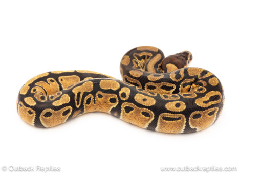 African import dinker ball python for sale