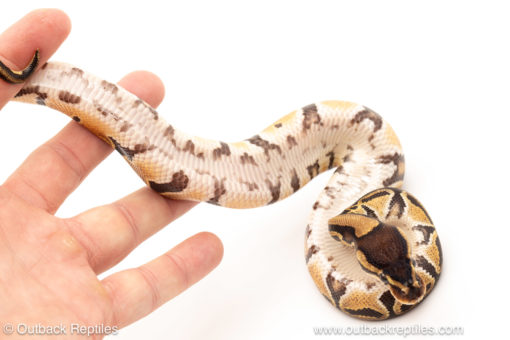 African import dinker ball python for sale