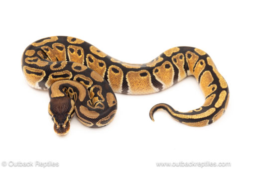 African import dinker ball python for sale