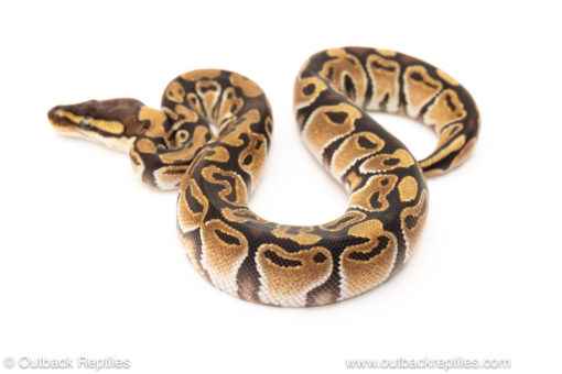 African import dinker ball python for sale