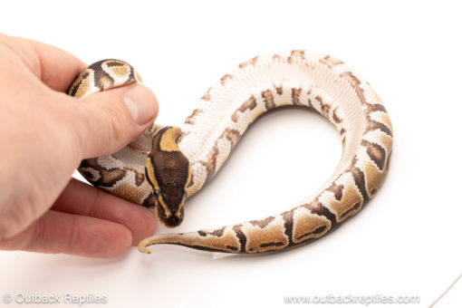 African import dinker ball python for sale