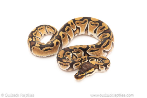 African import dinker ball python for sale