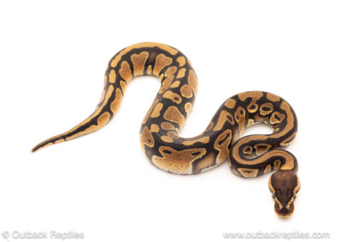 African import dinker ball python for sale