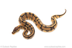 African import dinker ball python for sale