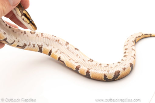 African import dinker ball python for sale