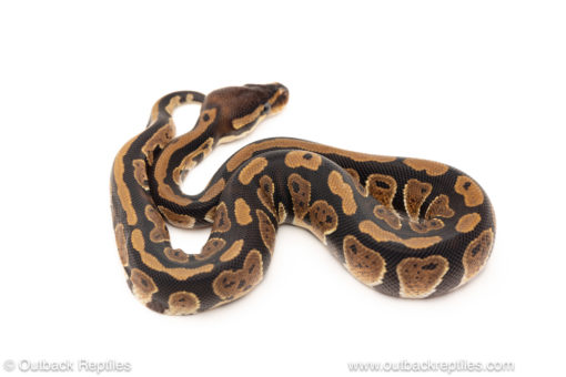 African import dinker ball python for sale