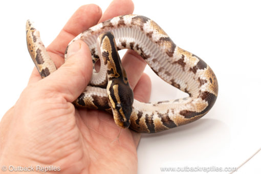 African import dinker ball python for sale