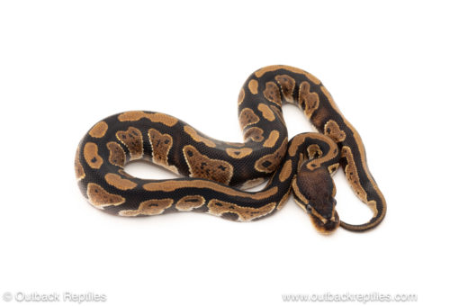 African import dinker ball python for sale