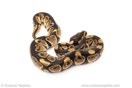 African import dinker ball python for sale