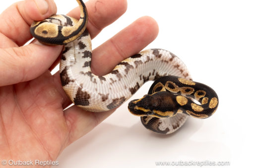 African import dinker ball python for sale