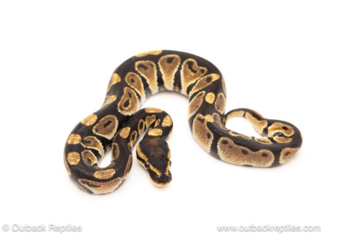 African import dinker ball python for sale