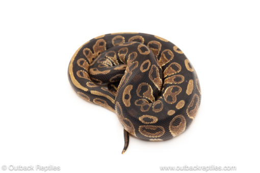 African import dinker ball python for sale