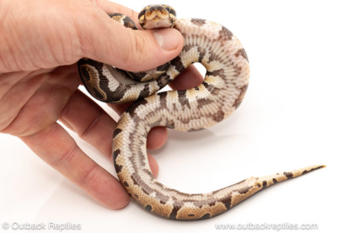 African import dinker ball python for sale