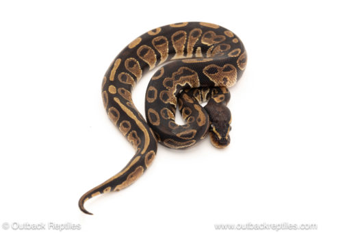 African import dinker ball python for sale