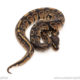 African import dinker ball python for sale