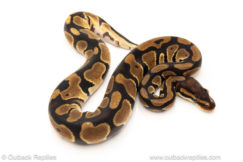 African import dinker ball python for sale