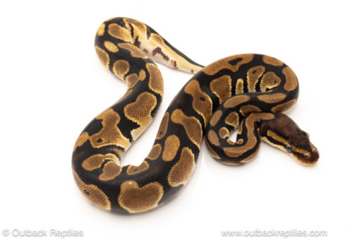 African import dinker ball python for sale