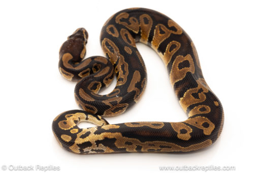 African import dinker ball python for sale