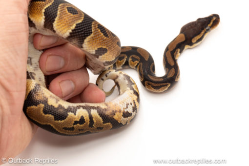 African import dinker ball python for sale