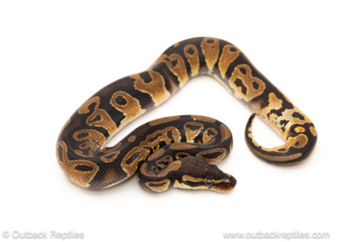 African import dinker ball python for sale