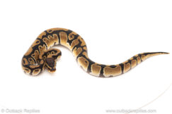 African import dinker ball python for sale