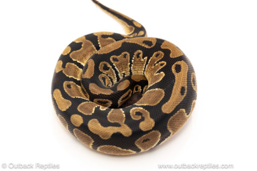 African import dinker ball python for sale