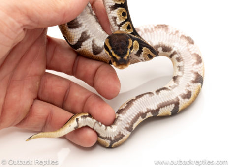 African import dinker ball python for sale