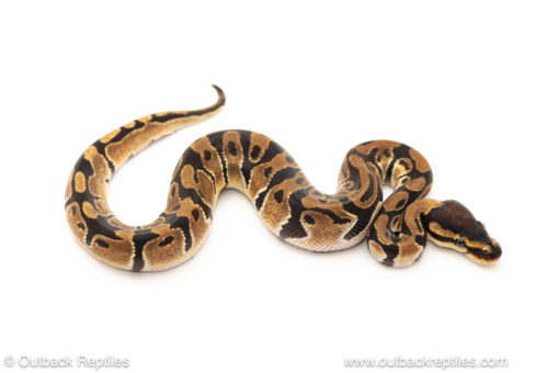 African import dinker ball python for sale