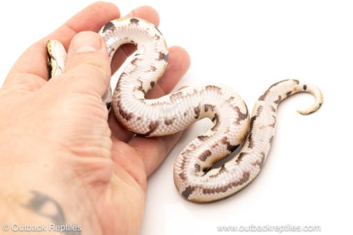 African import dinker ball python for sale