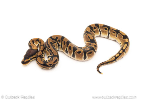 African import dinker ball python for sale