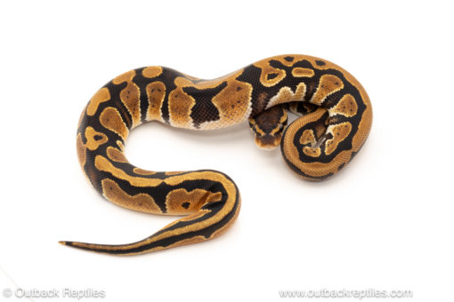 African import dinker ball python for sale