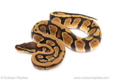 African import dinker ball python for sale