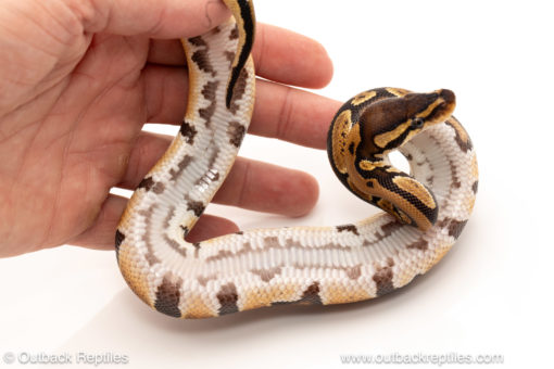 African import dinker ball python for sale