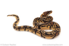 African import dinker ball python for sale