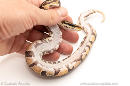 African import dinker ball python for sale