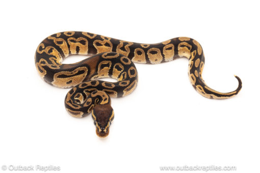 African import dinker ball python for sale