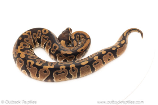 African import dinker ball python for sale