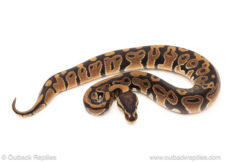 African import dinker ball python for sale