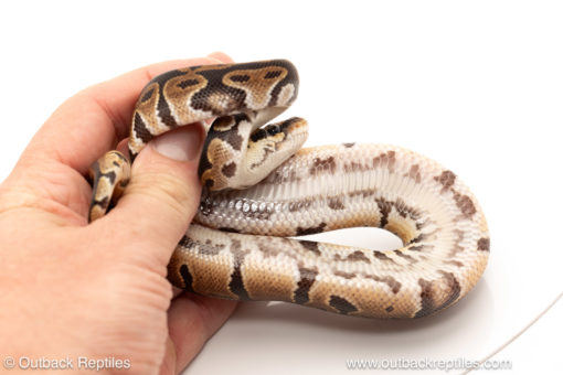 African import dinker ball python for sale