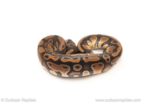 African import dinker ball python for sale