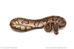 African import dinker ball python for sale