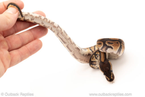 African import dinker ball python for sale