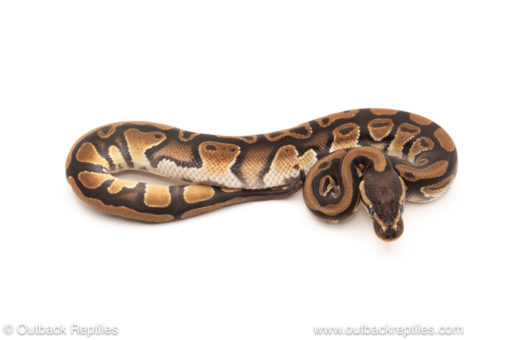 African import dinker ball python for sale