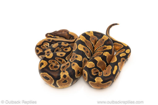 African import dinker ball python for sale