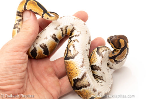 African import dinker ball python for sale