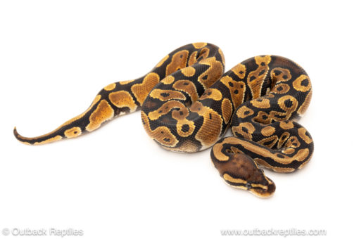 African import dinker ball python for sale