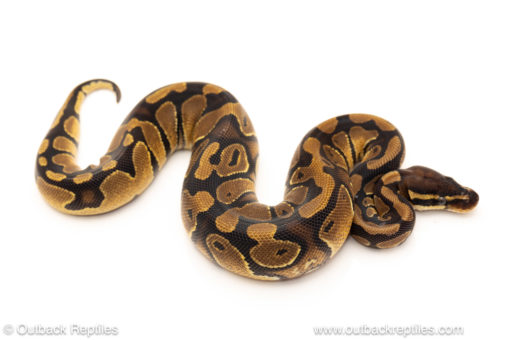 African import dinker ball python for sale