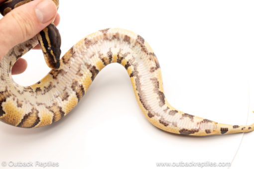 African import dinker ball python for sale