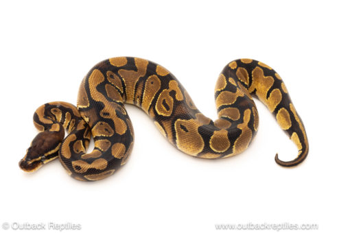 African import dinker ball python for sale