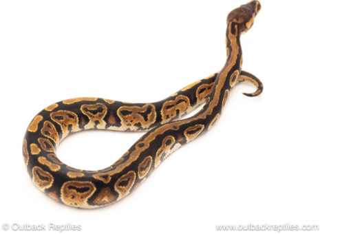 African import dinker ball python for sale